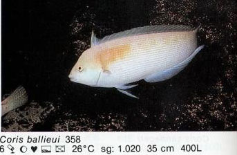 Coris ballieui